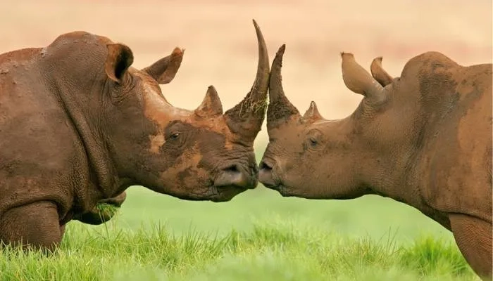 Two Rhinos